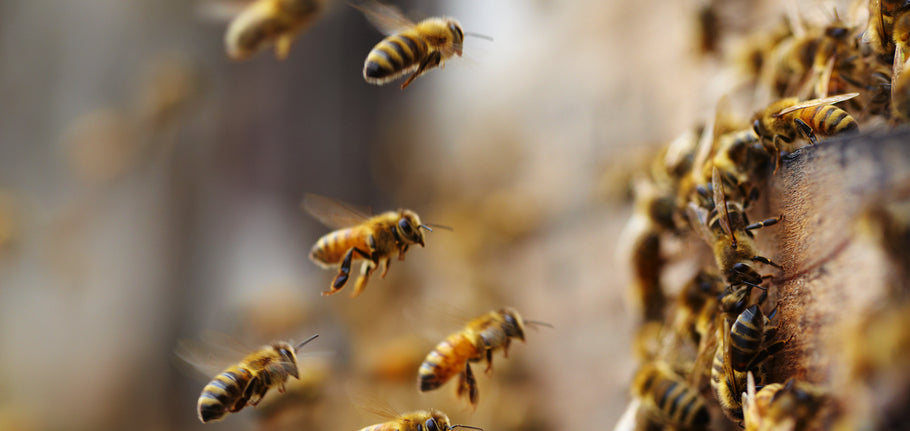 Beekeeping for Newbees