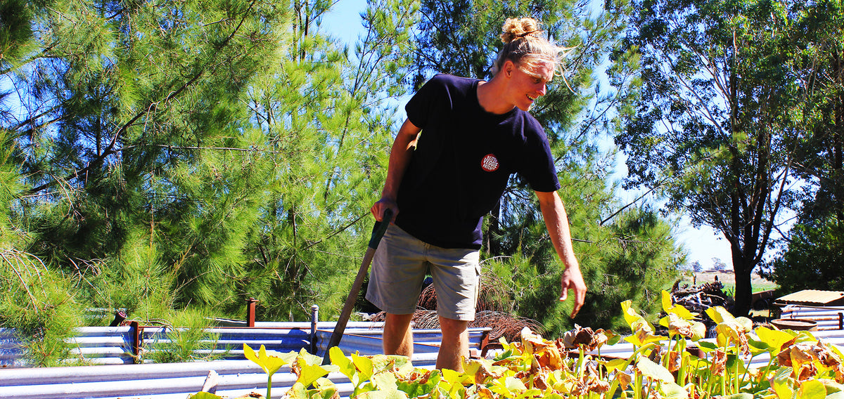 All My Friends are Going Green – Box Grove Vineyard