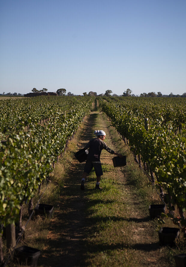 Box Grove Vineyard Osteria